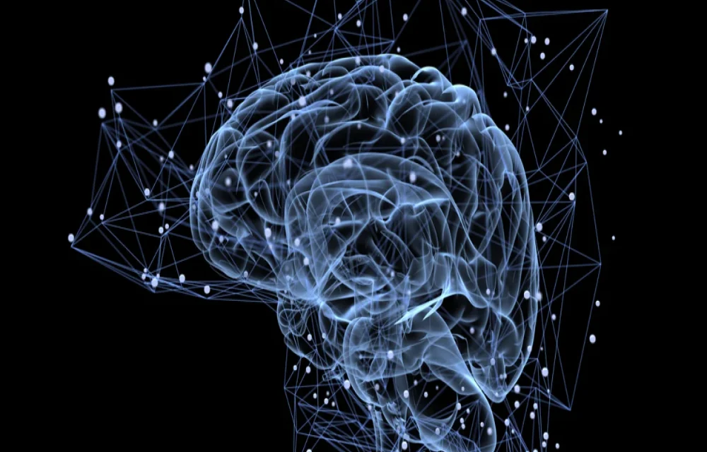 Has early education changed with neuroscience findings?